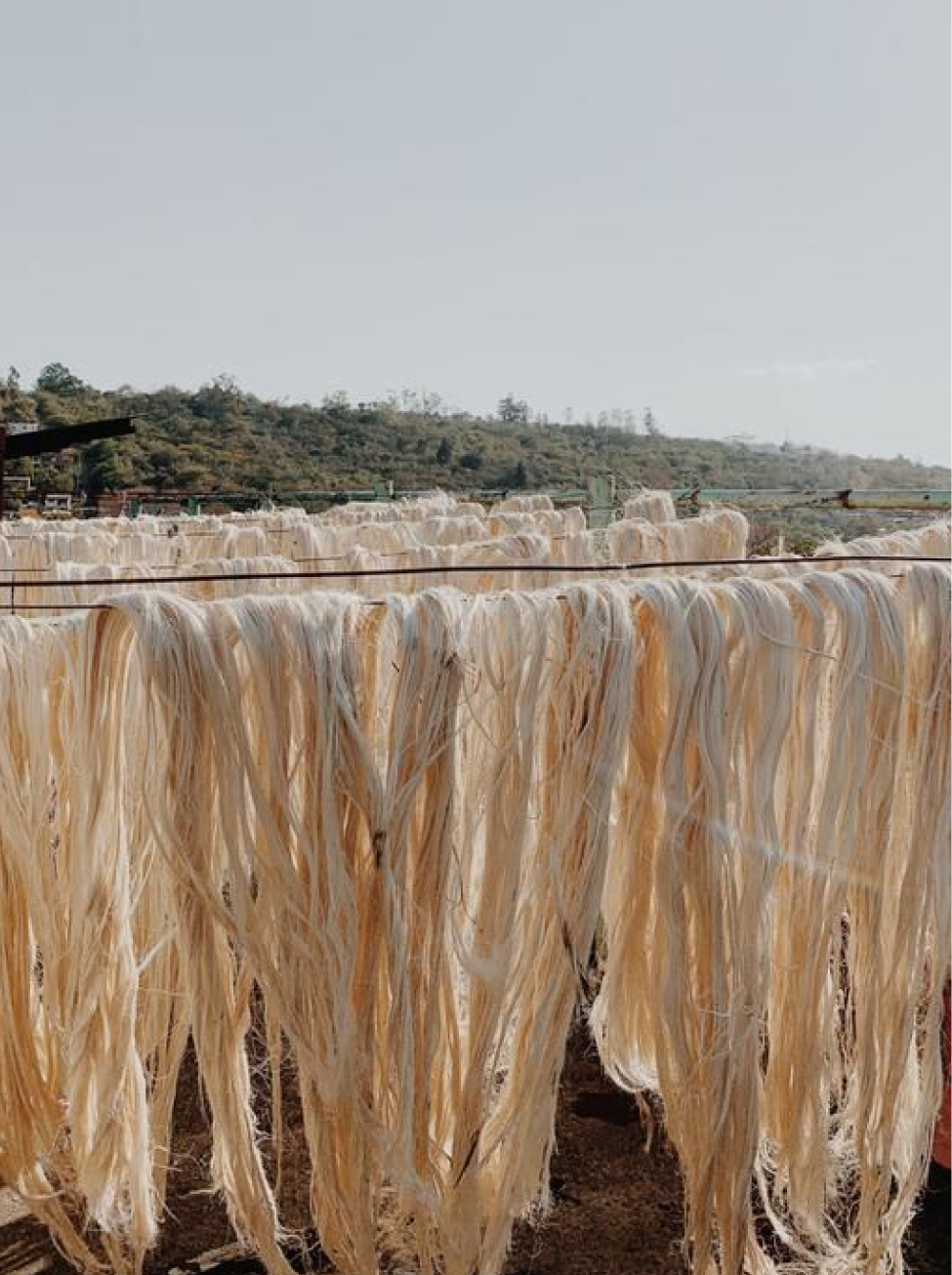 Hands sorting fiber