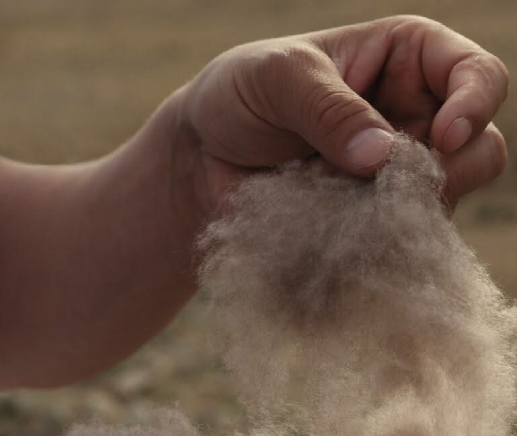 Hands holding raw wool